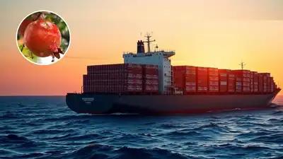 India exports first pomegranate consignment to US via sea route
